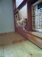 Mischling Kitten suchen ein neues Zuhause