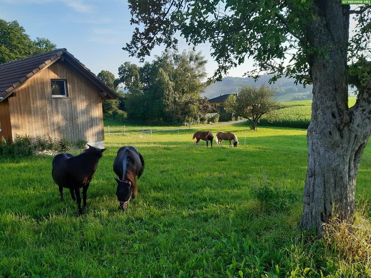 Bieten Offenstallplatz in Kirchleerau AG