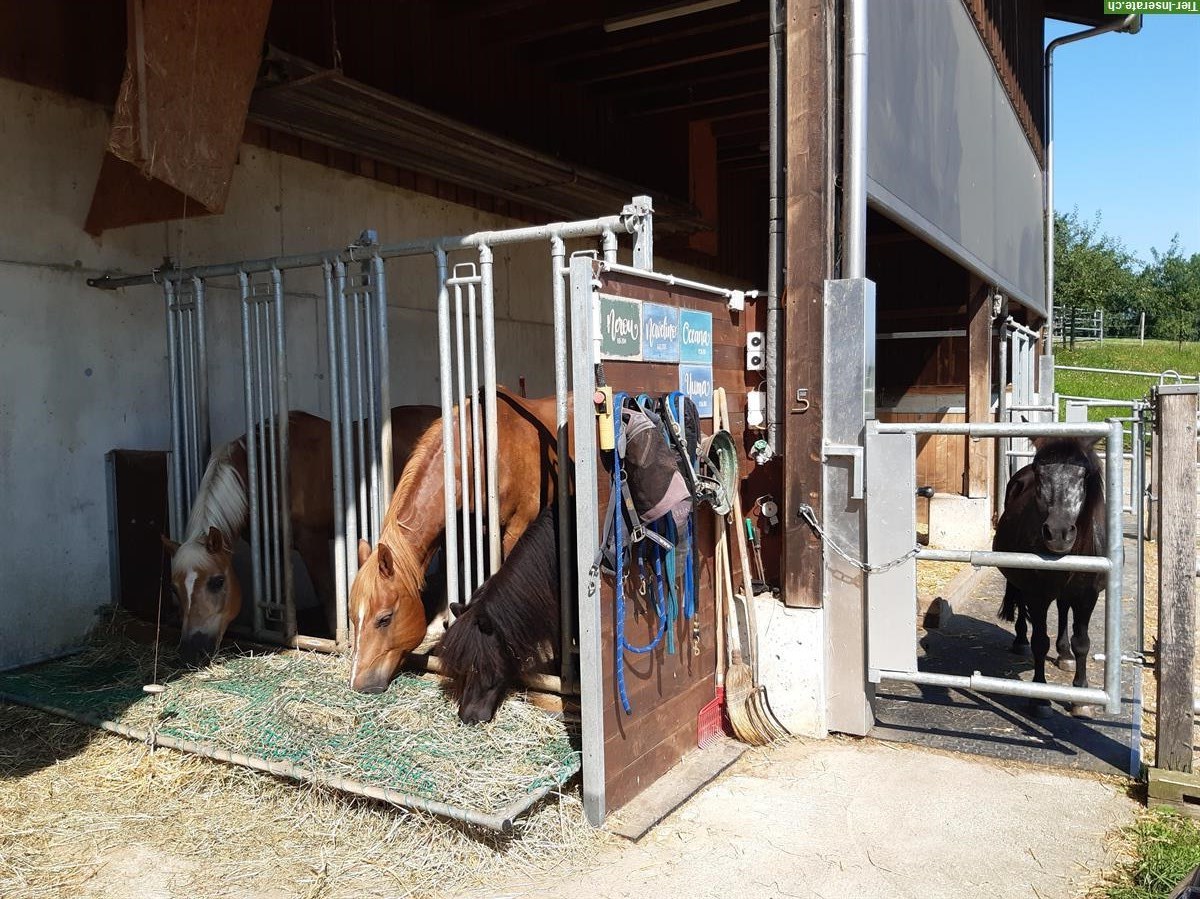 Bild 2: Bieten Offenstallplatz in Kirchleerau AG