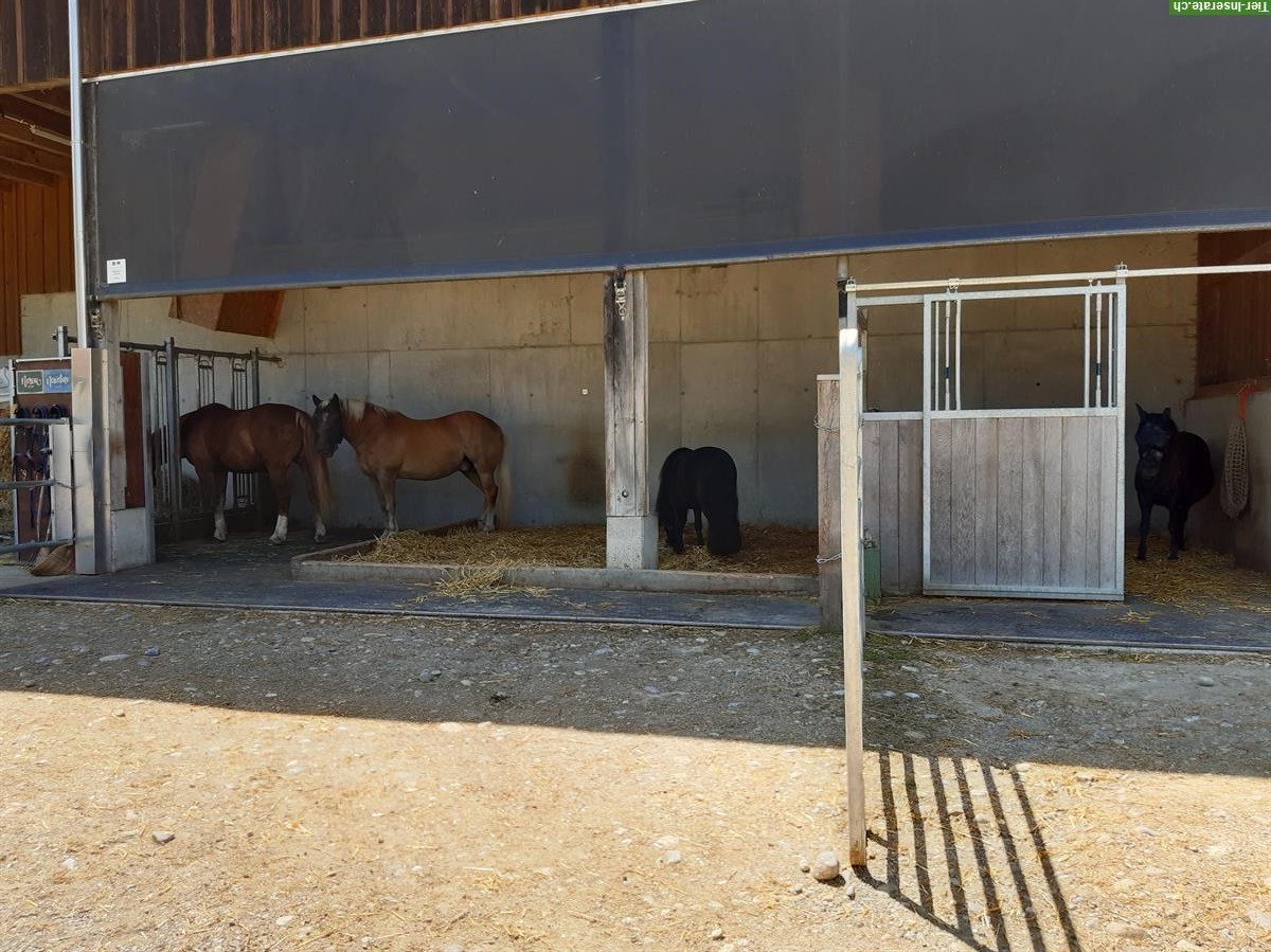 Bild 3: Bieten Offenstallplatz in Kirchleerau AG