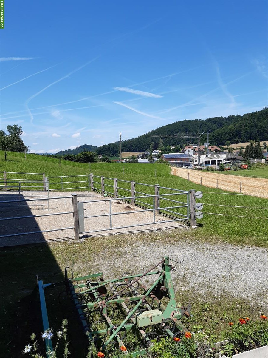 Bild 5: Bieten Offenstallplatz in Kirchleerau AG