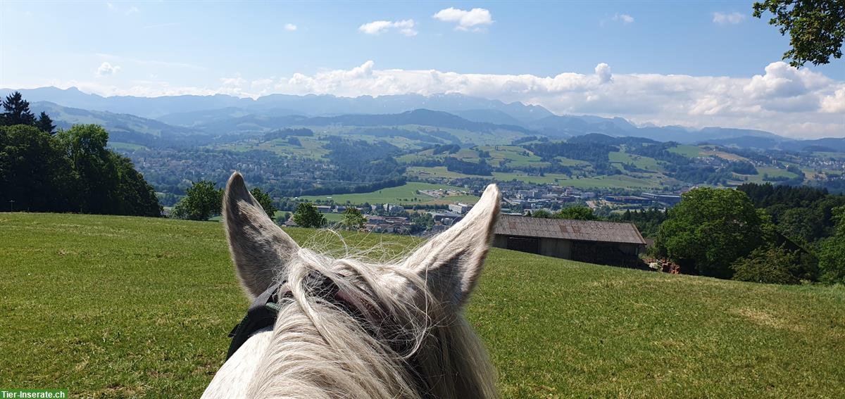 Tagesritte / Halbtagesritte auf dem schönen Tannenberg SG