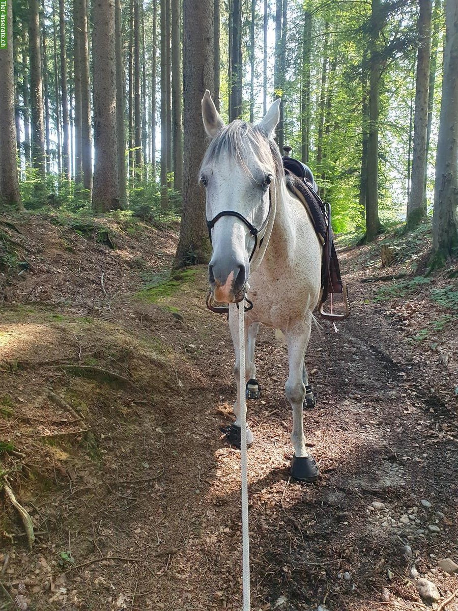 Bild 2: Tagesritte / Halbtagesritte auf dem schönen Tannenberg SG