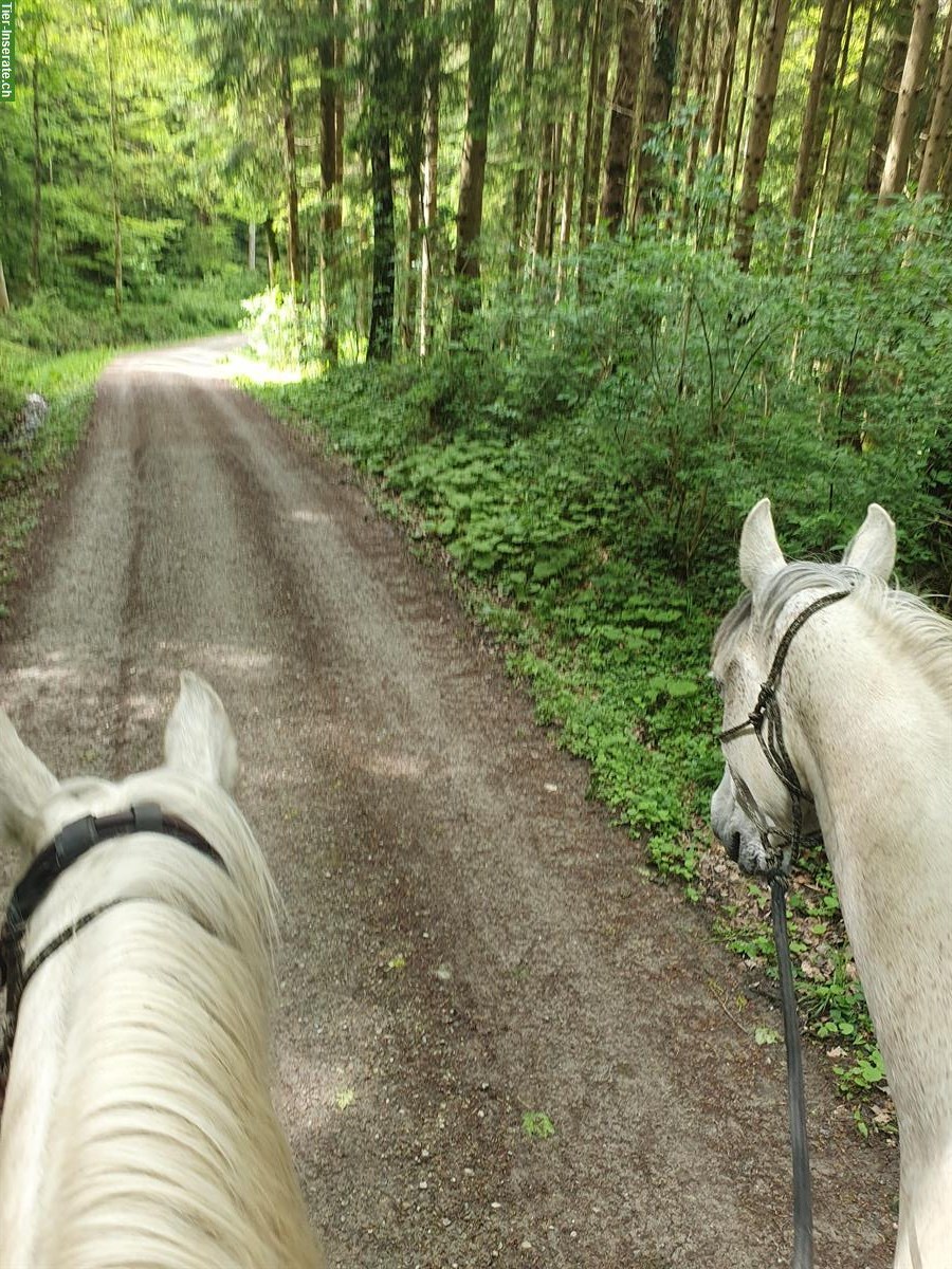 Bild 4: Tagesritte / Halbtagesritte auf dem schönen Tannenberg SG