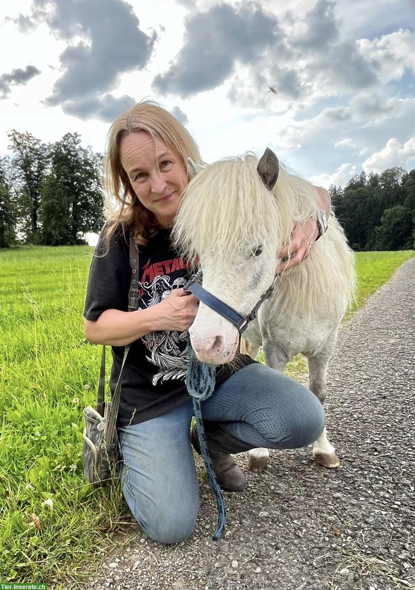 Bild 7: Biete Spazierbeteiligung an Miniponys in Mettmenstetten ZH