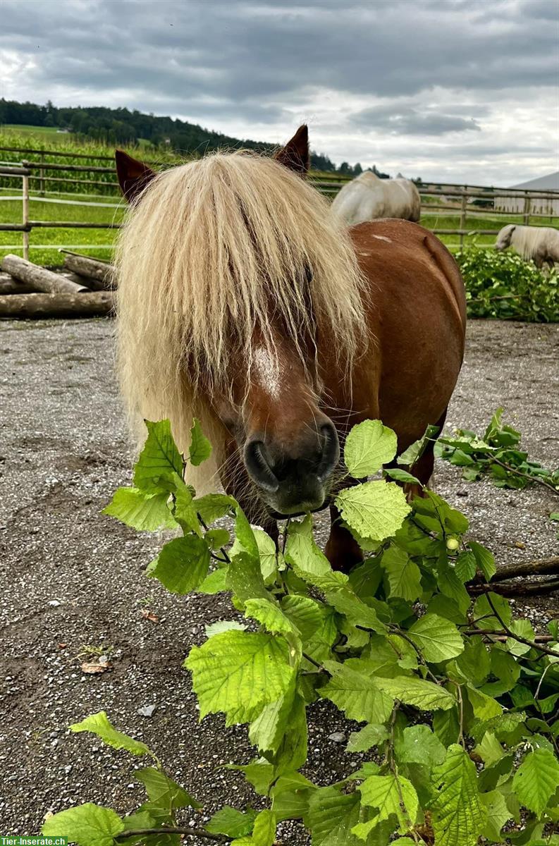 Bild 8: Biete Spazierbeteiligung an Miniponys in Mettmenstetten ZH