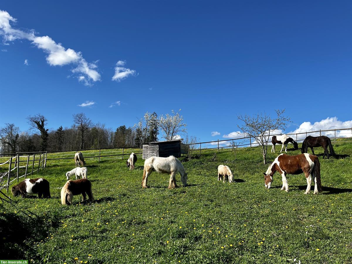 Bild 9: Biete Spazierbeteiligung an Miniponys in Mettmenstetten ZH