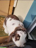 GRATIS: Kaninchen Dame sucht neues Zuhause