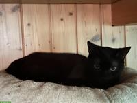 Schwarze Katze Sundae, weiblich, 1-jährig