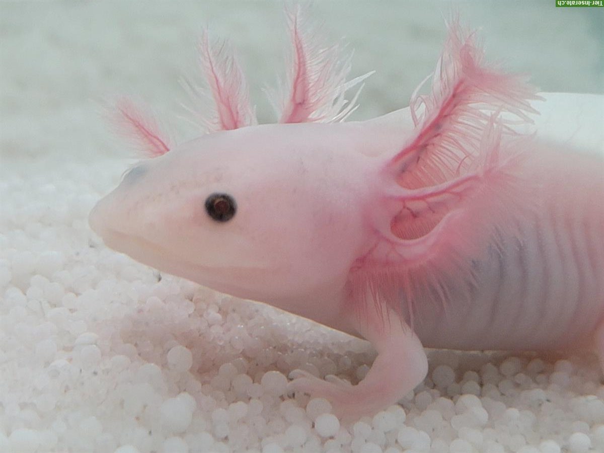 Bild 2: Axolotl Ambystoma mexicanum - Weisslinge und Wildtype