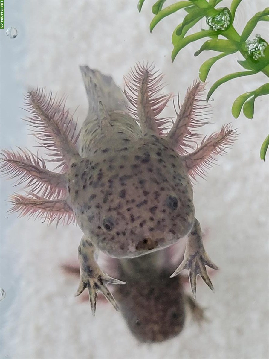 Bild 3: Axolotl Ambystoma mexicanum - Weisslinge und Wildtype