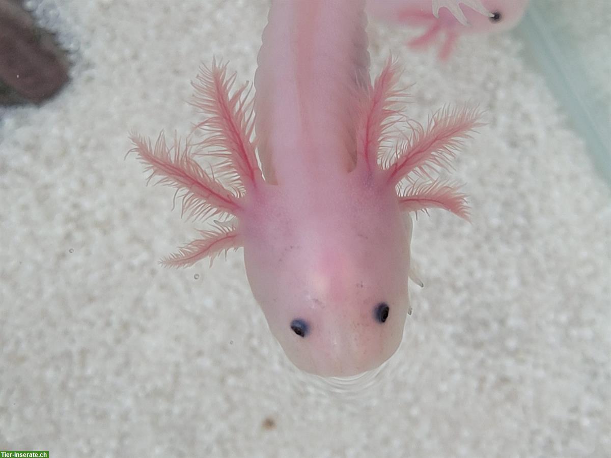 Bild 4: Axolotl Ambystoma mexicanum - Weisslinge und Wildtype