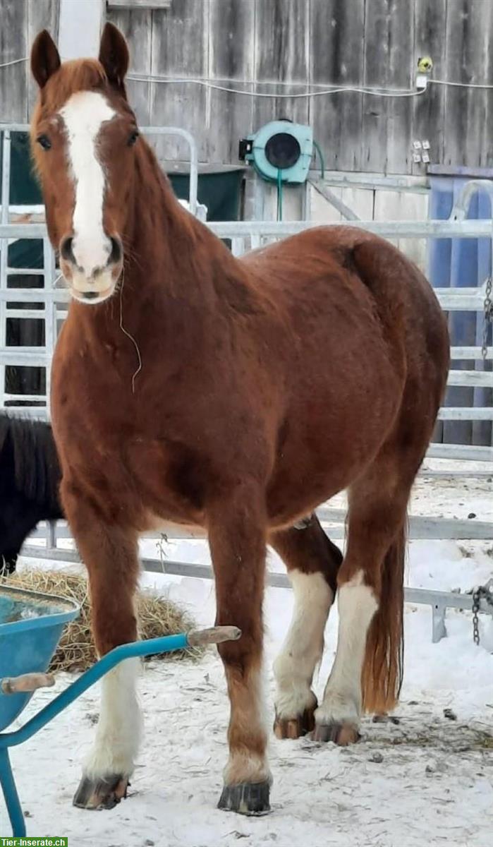 Bild 2: Reitbeteiligung für 14-jährigen Fribi Wallach, Western