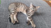 Tigerli Kitten suchen ein neues Zuhause