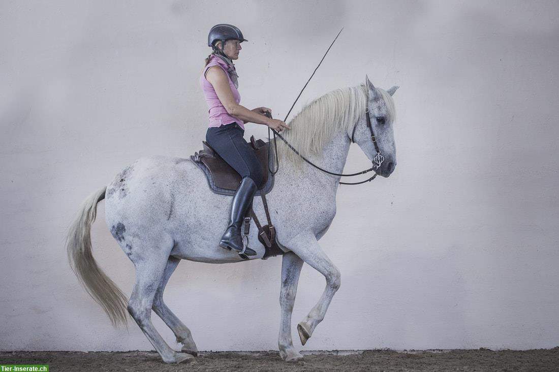 Kurs Akademische Reitkunst mit Hanna Engström