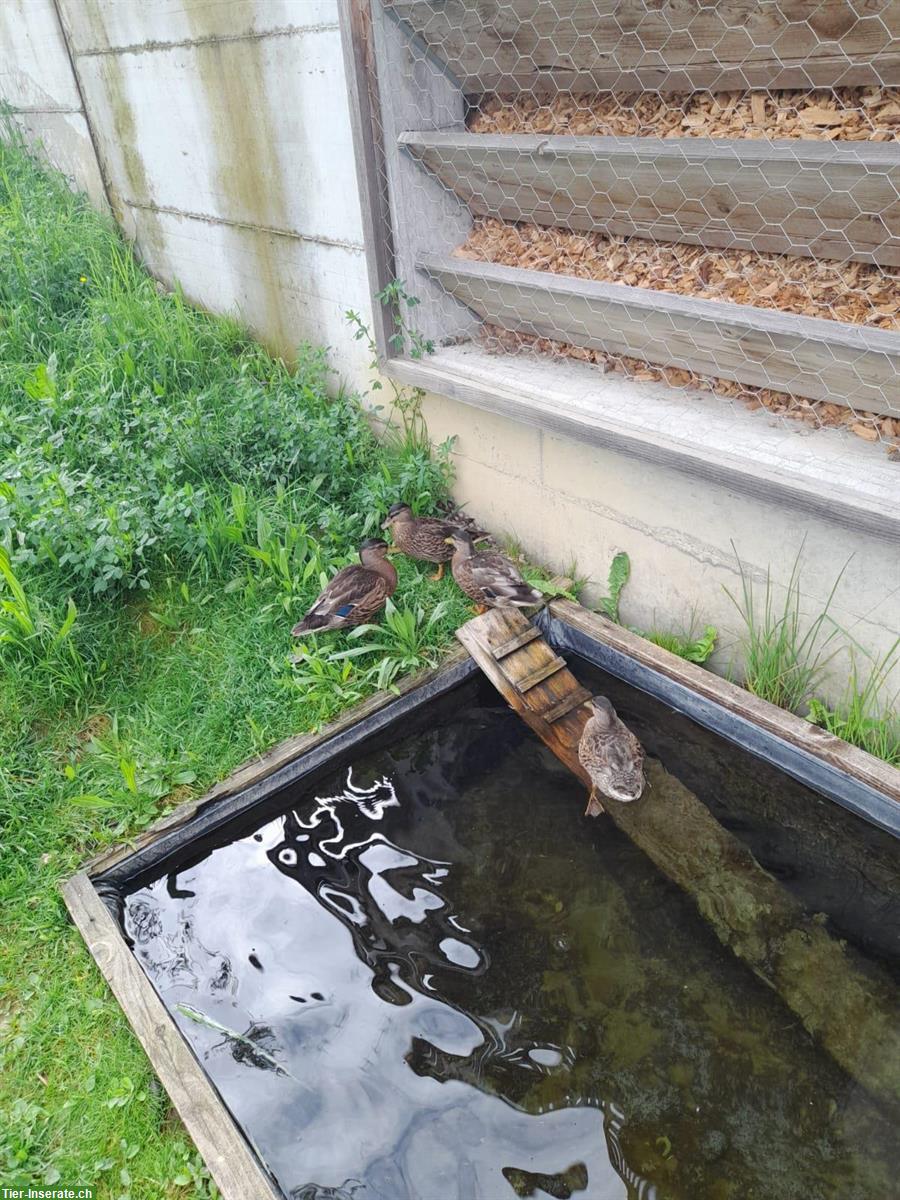 Wildfarbige Zwergenten zu verkaufen