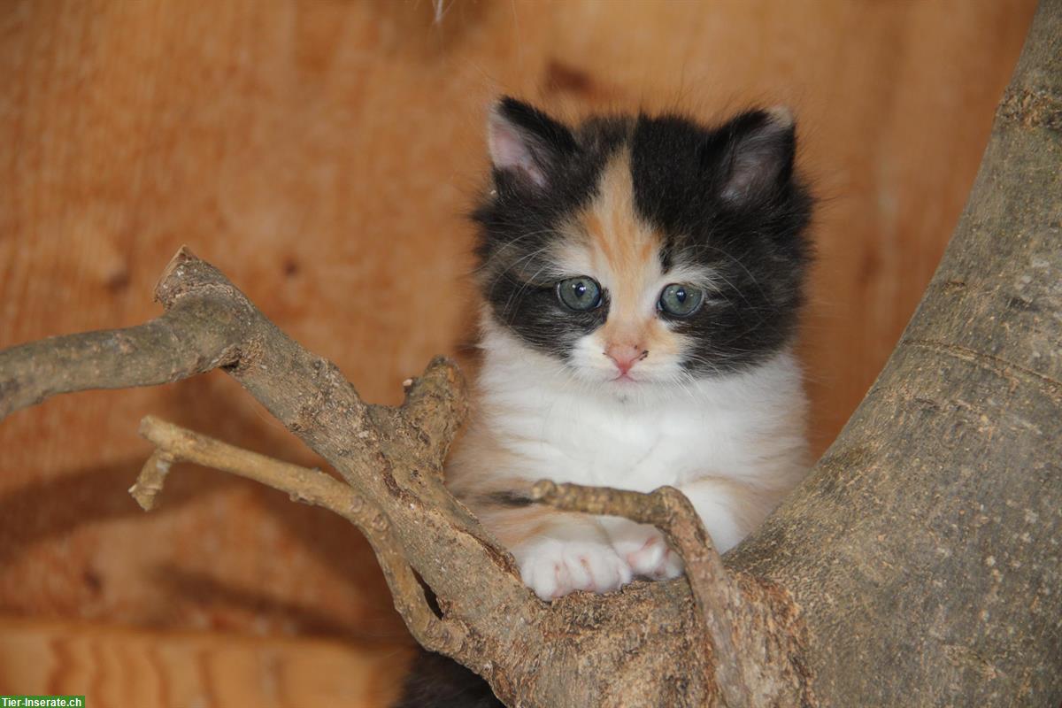 Bild 3: Herzige Norwegische x sibirische Katzenbabys