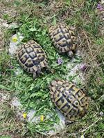 Griechische Landschildkröten Weibchen zu verkaufen