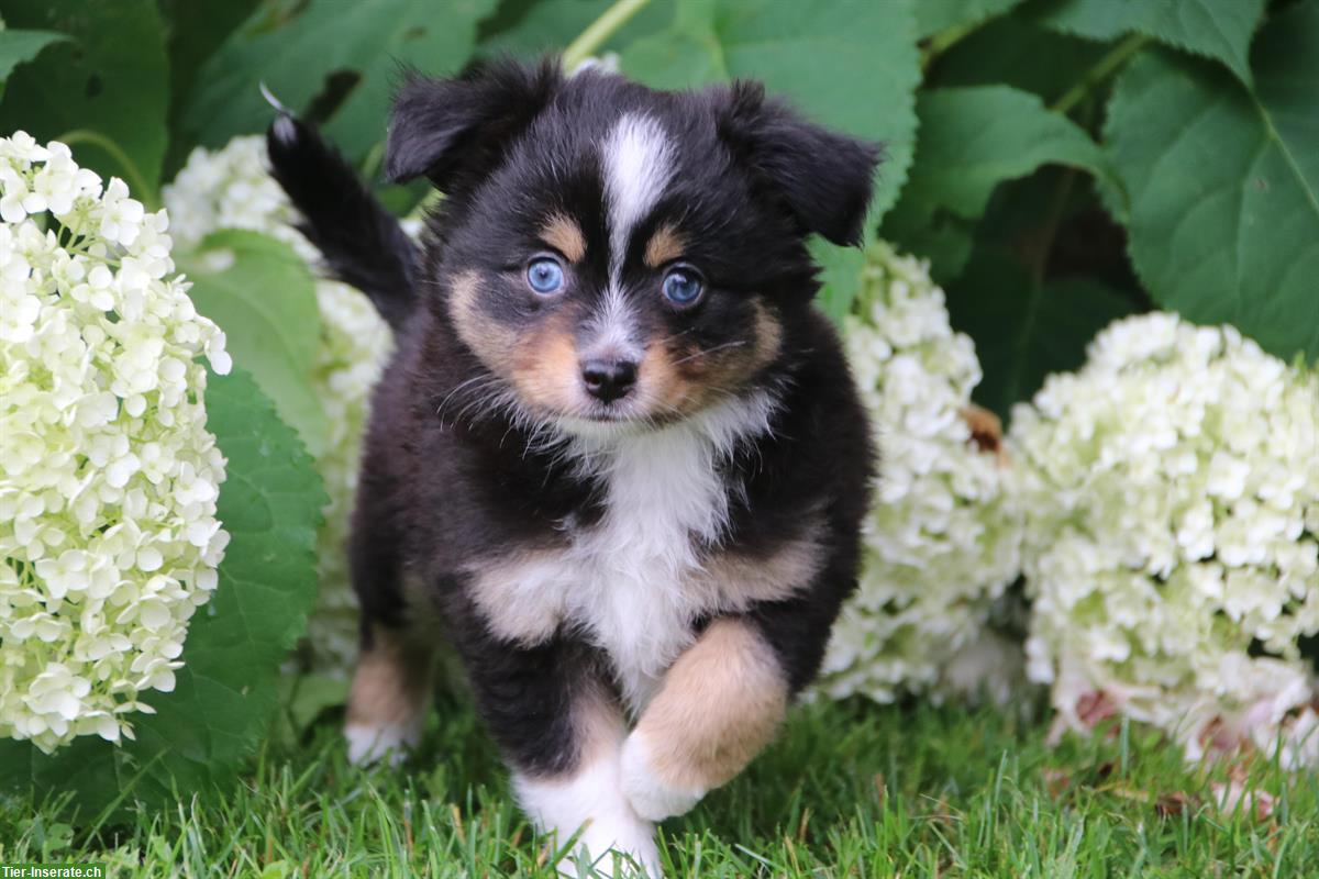 Toy Australian Shepherd Welpe, auszugsbereit