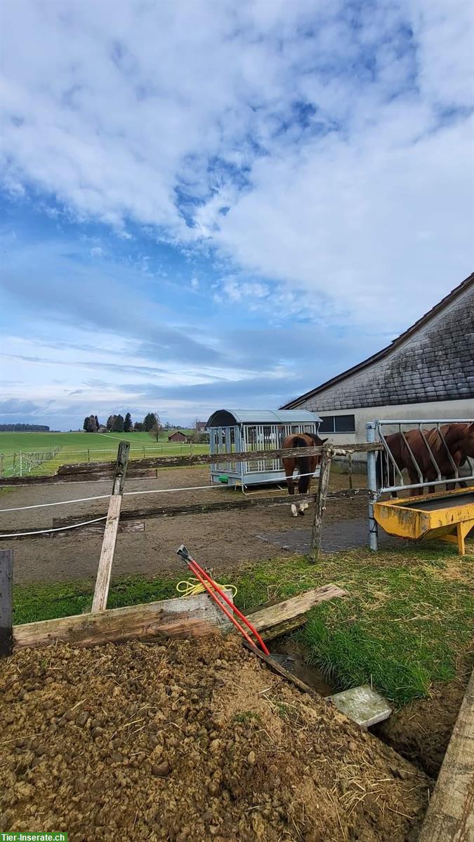 Bild 10: Bieten Offenstallplatz in Hefenhofen TG