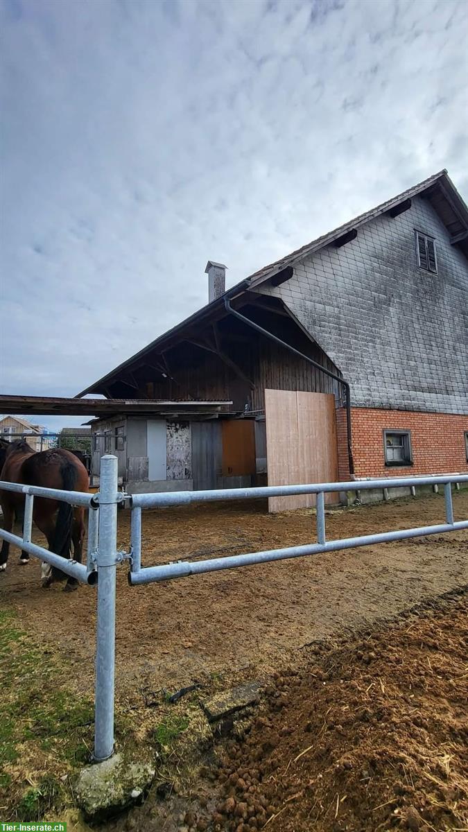 Bild 2: Bieten Offenstallplatz in Hefenhofen TG