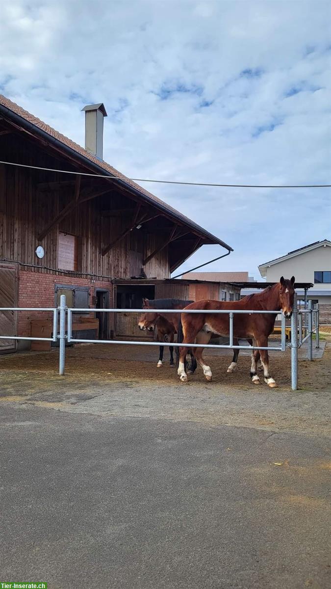 Bild 3: Bieten Offenstallplatz in Hefenhofen TG