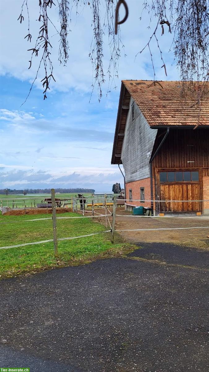 Bild 6: Bieten Offenstallplatz in Hefenhofen TG