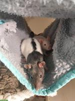 Handzahme Ratten suchen neues Zuhause mit Käfig