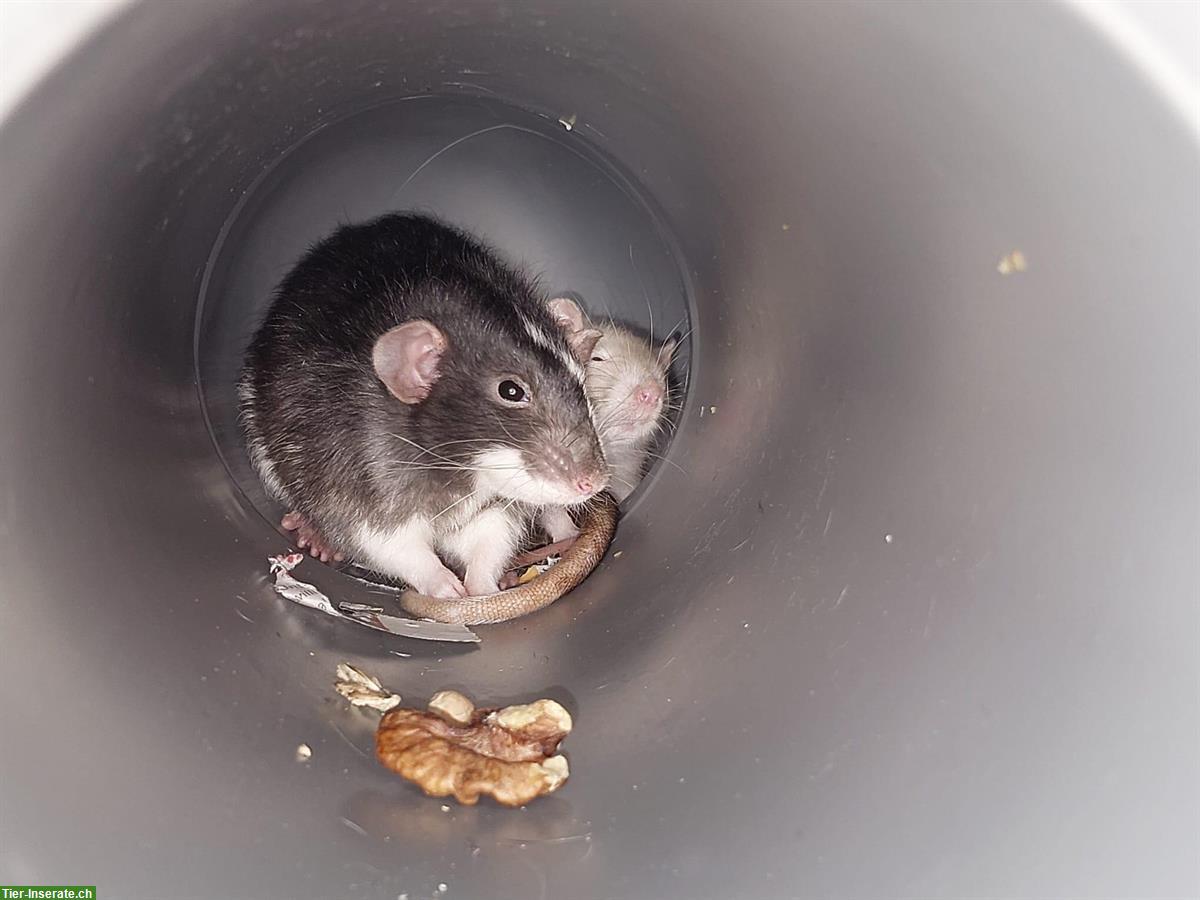 Bild 4: Handzahme Ratten suchen neues Zuhause mit Käfig