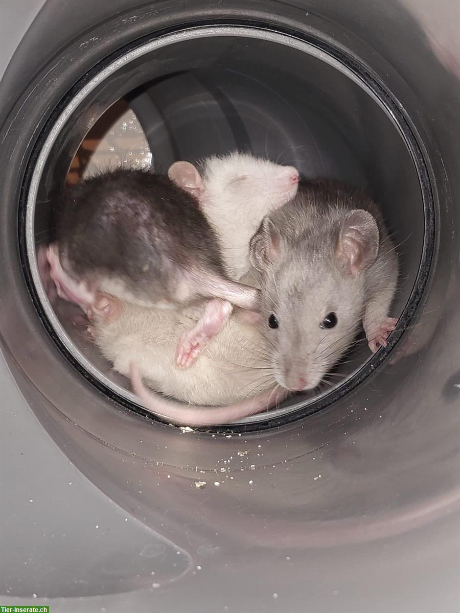 Bild 5: Handzahme Ratten suchen neues Zuhause mit Käfig