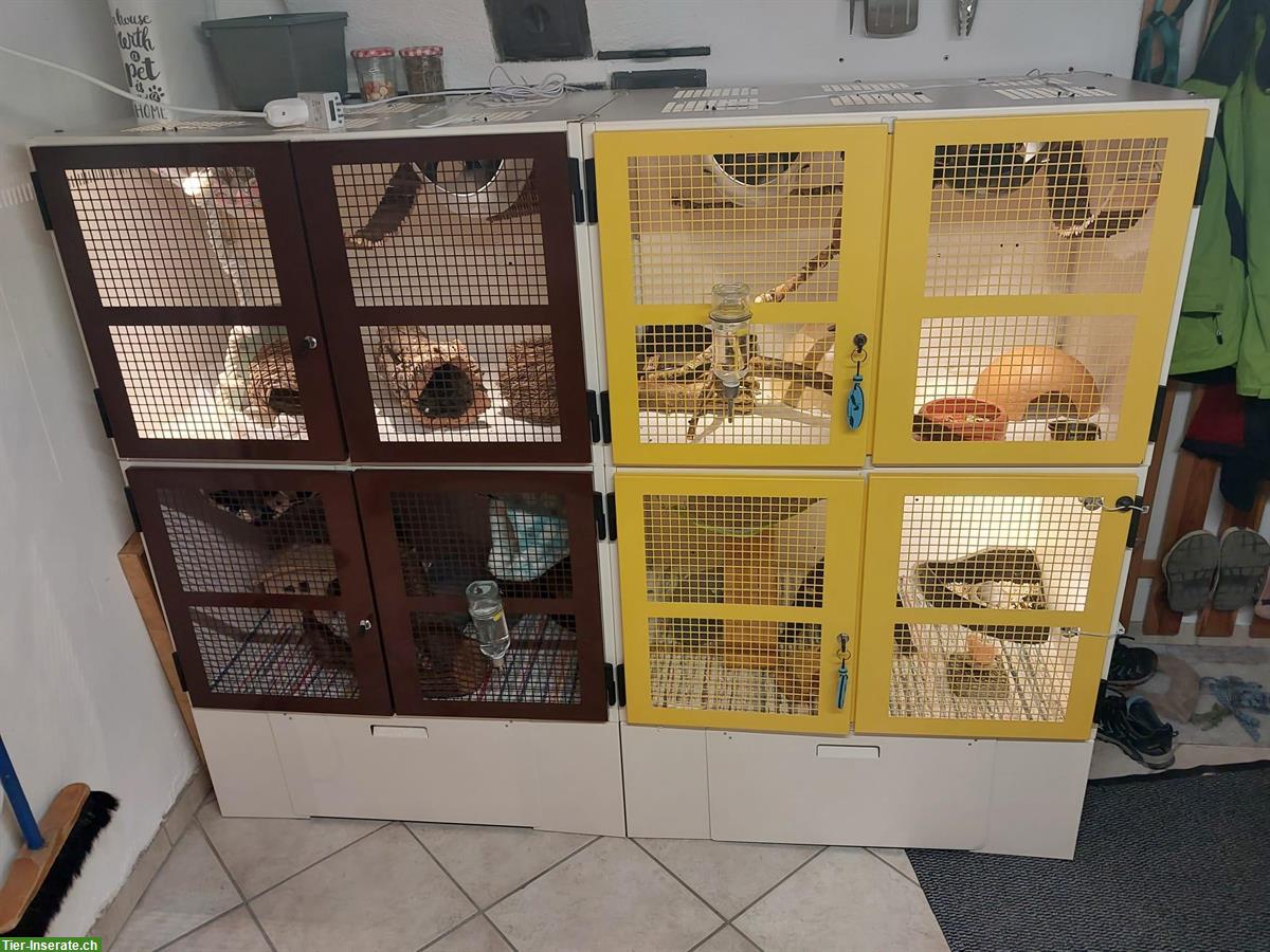 Bild 7: Handzahme Ratten suchen neues Zuhause mit Käfig