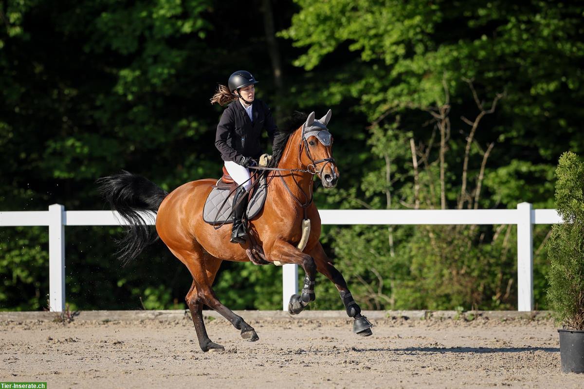 Hannoveraner Stute als sportliches Freizeitpferd zu verkaufen