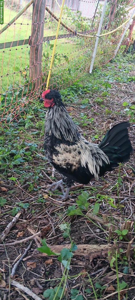 Reinrassiger Shetland Hen Grünleger Güggel abzugeben