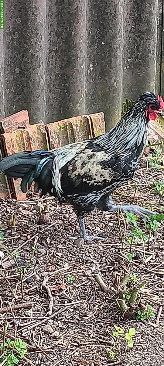 Bild 2: Reinrassiger Shetland Hen Grünleger Güggel abzugeben