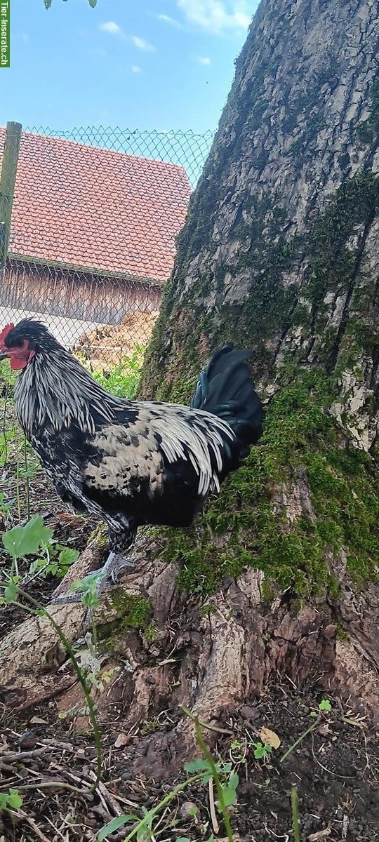 Bild 3: Reinrassiger Shetland Hen Grünleger Güggel abzugeben