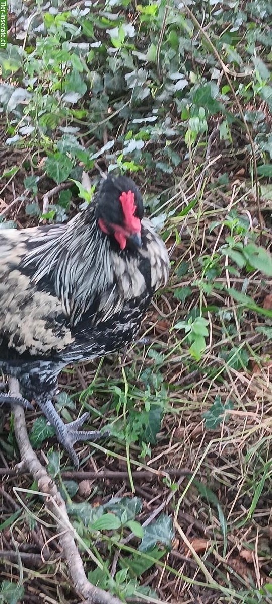 Bild 5: Reinrassiger Shetland Hen Grünleger Güggel abzugeben