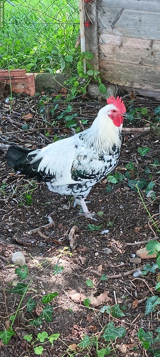 Top netter Brahma x Shetland Hen Güggeli abzugeben