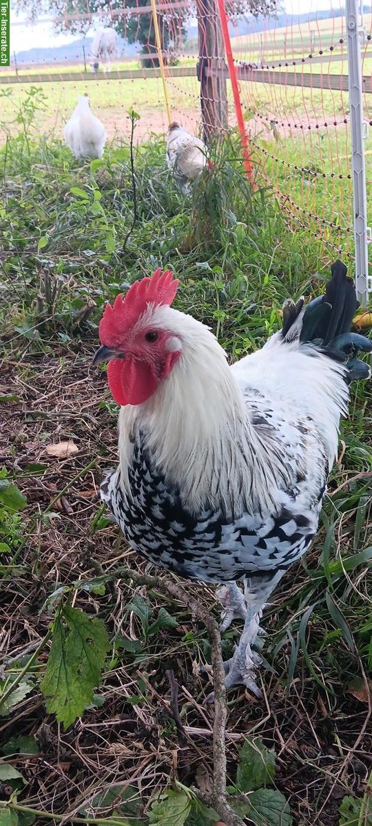 Bild 2: Top netter Brahma x Shetland Hen Güggeli abzugeben