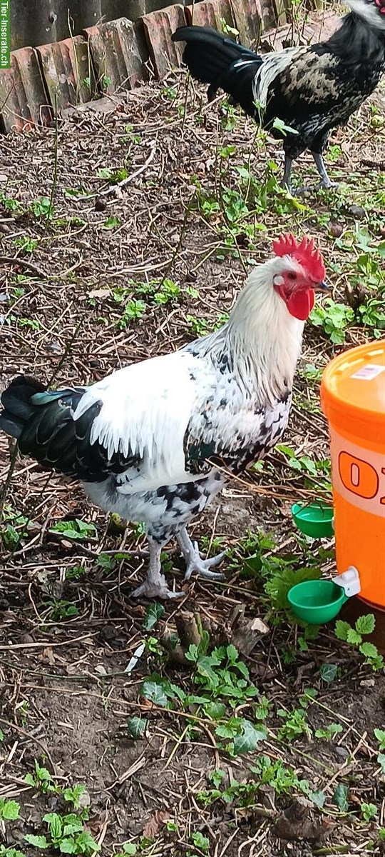 Bild 3: Top netter Brahma x Shetland Hen Güggeli abzugeben