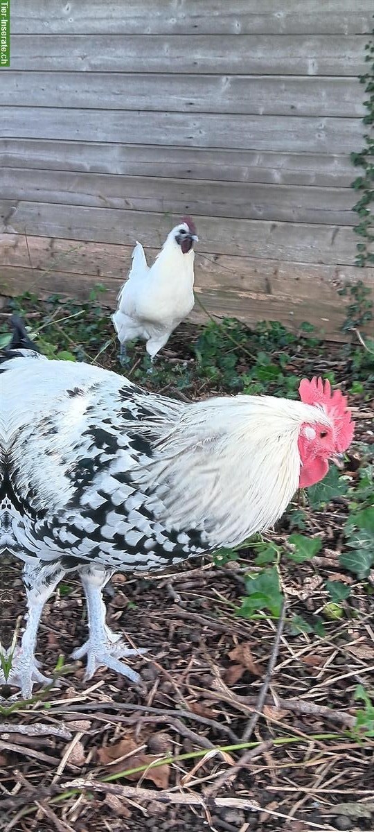 Bild 4: Top netter Brahma x Shetland Hen Güggeli abzugeben