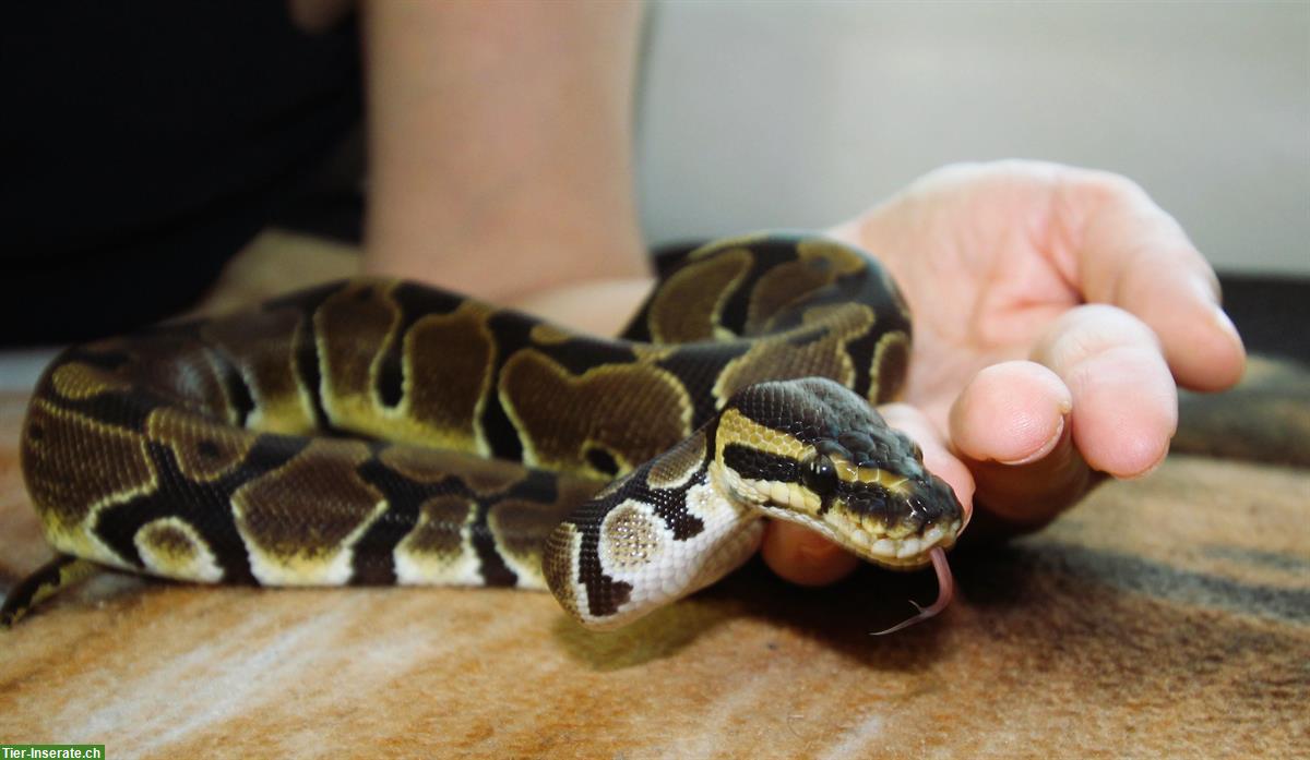 Bild 2: Extrem handzahme Königspython 100 % het Pied