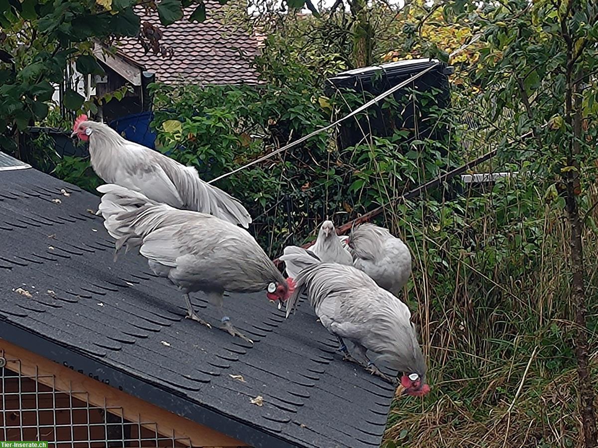 Bild 3: Deutsche Zwerghühner Hähne perlgrau aus Naturbrut