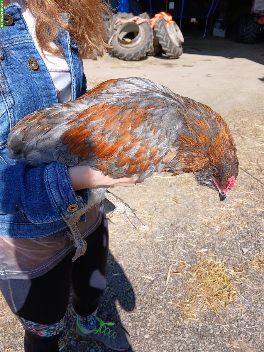 Bild 2: Araucana Junghahn GRATIS abzugeben