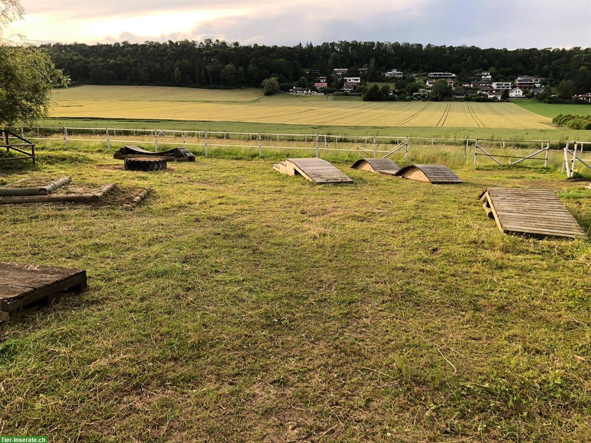 Bild 5: Freie Auslaufboxen zu vergeben im Reiterparadies Mariastein