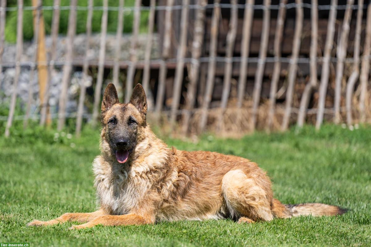 Belgischer Schäferhund Laekenois Rüde, 2-jährig, kastriert