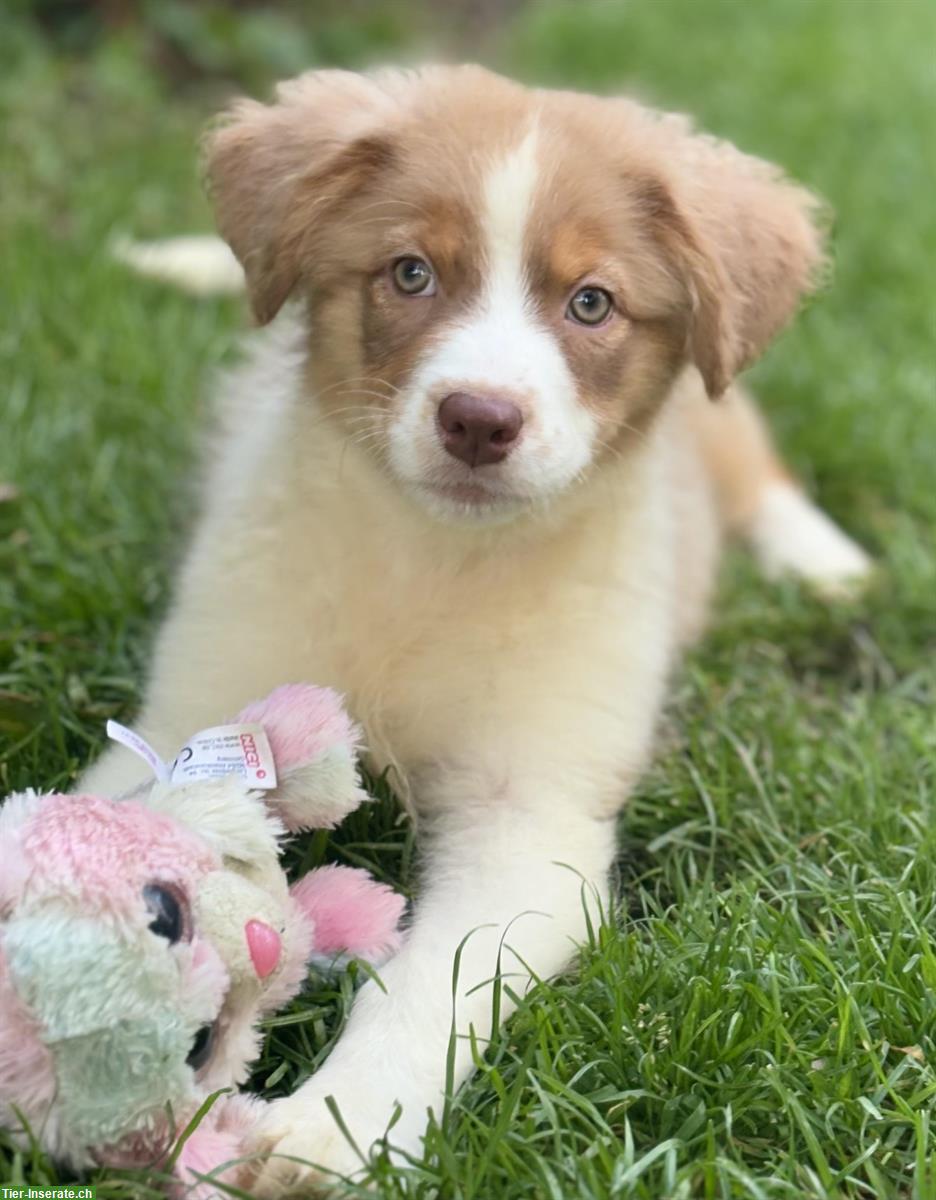 Bild 2: Wunderschöne Australian Shepherd Welpen, Hündin, 3 Monate alt