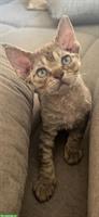 Süsse Devon Rex Kitten suchen neues Zuhause