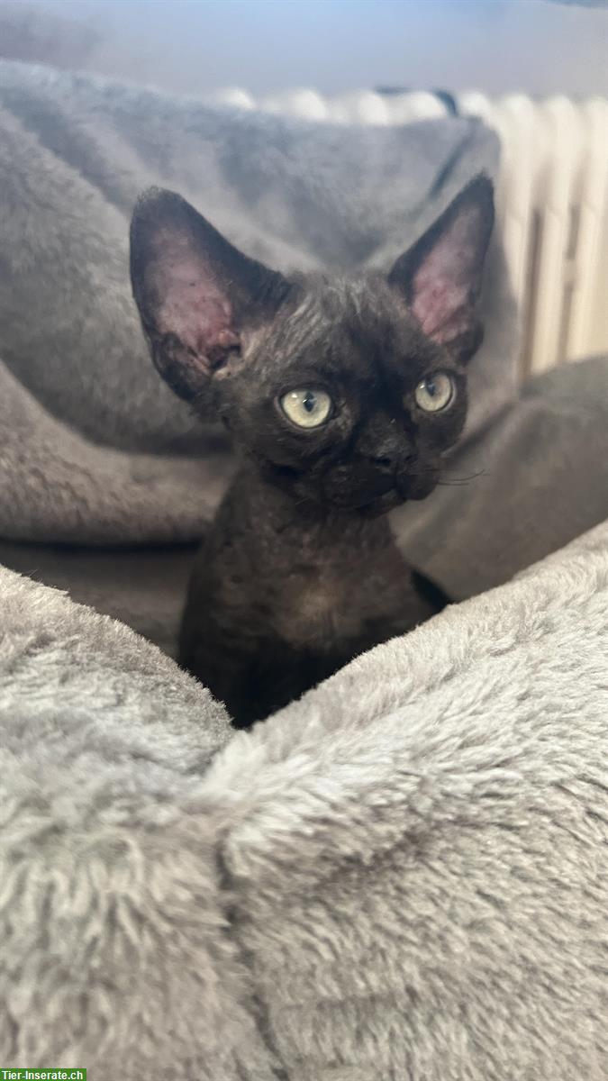 Bild 2: Süsse Devon Rex Kitten suchen neues Zuhause