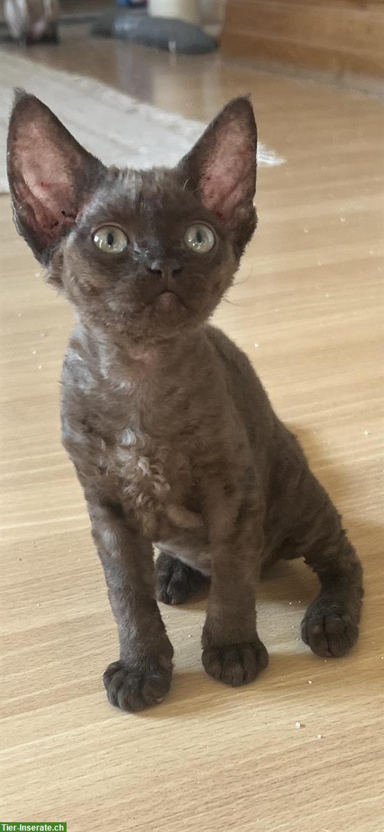 Bild 3: Süsse Devon Rex Kitten suchen neues Zuhause