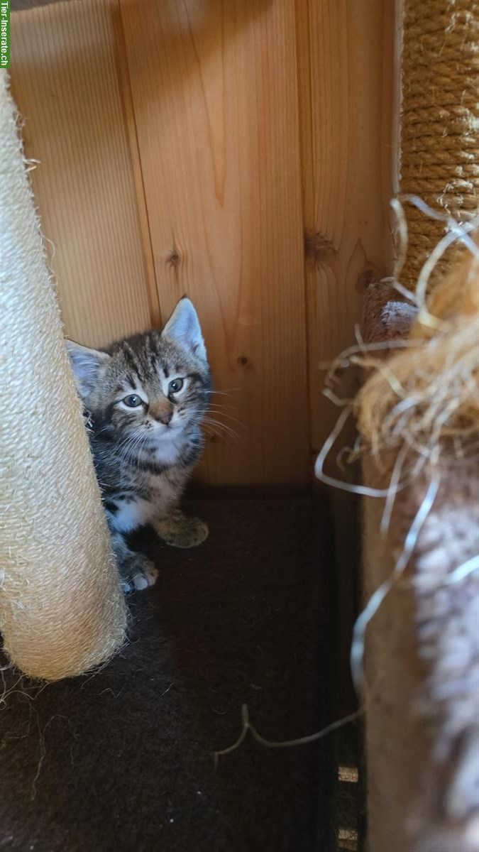 Bild 3: Halb langhaar Katzenbabys zu vergeben